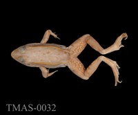 藏品(金線蛙)的圖片